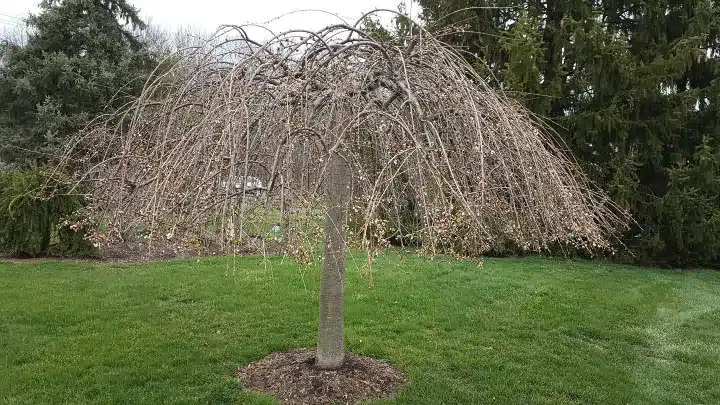 trim a weeping cherry tree