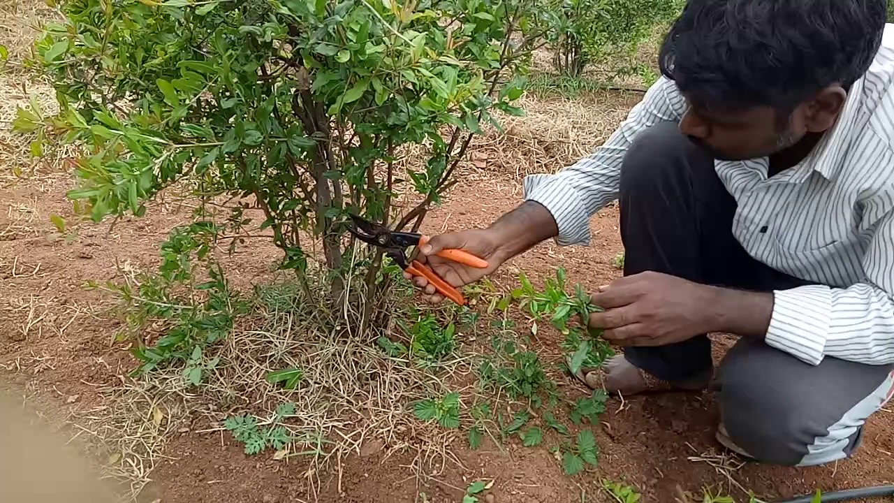 trim a weeping cherry tree