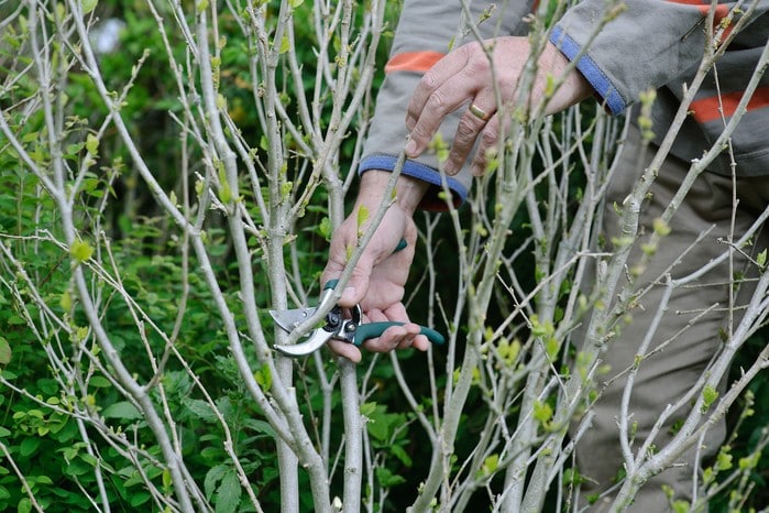 trim a rose of Sharon tree