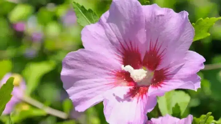 trim a rose of Sharon tree